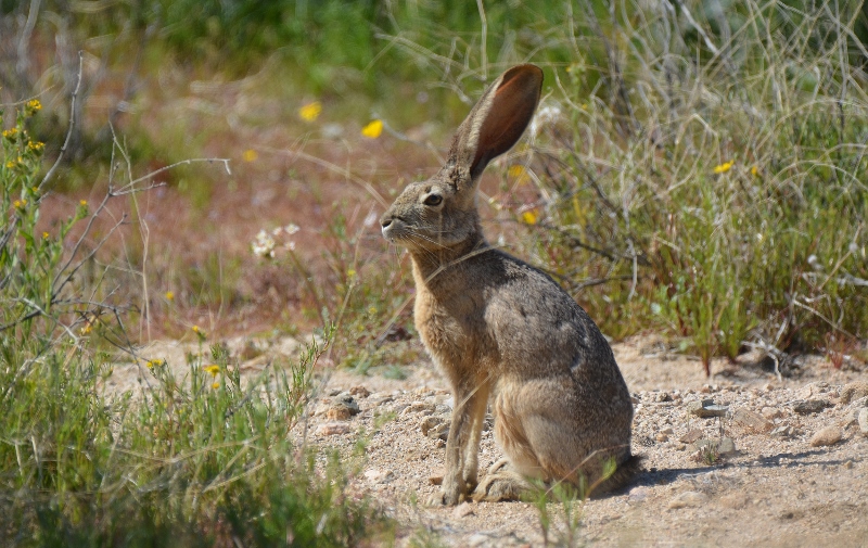Jackrabbits can often be found in the desert washes of Joshua Tree National Park. Photo by Author Steven T. Callan.
