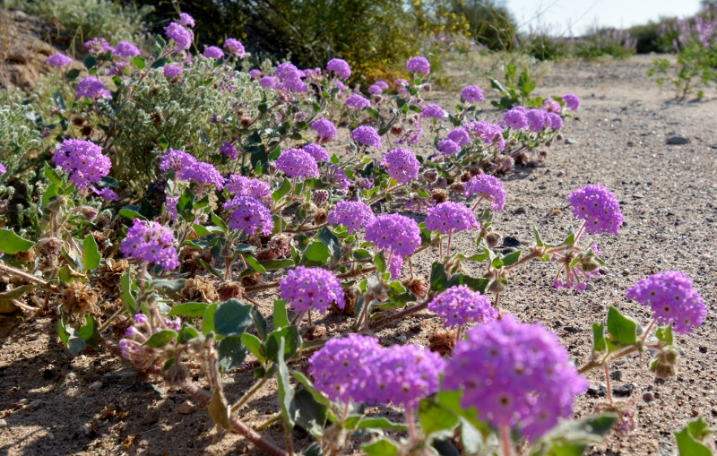 A desert sand verbena is shown growing in a sandy desert wash. Photo by Author Steven T. Callan.