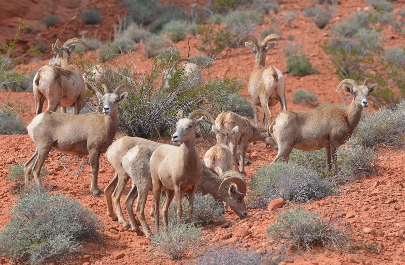 A herd of bighorn sheep in Valley of Fire State Park. Photo by Author Steven T. Callan.