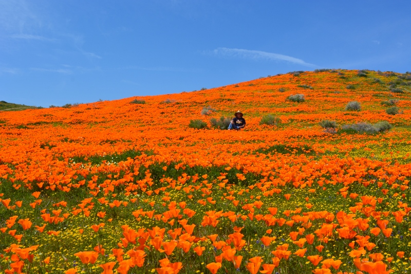 Author Steven T. Callan sits in a field of California poppies in the Antelope Valley, California. Photo by Kathy Callan.