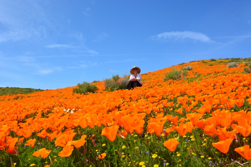 Kathy Callan sits in a field of poppies in the Antelope Valley, California. Photo by Author Steven T. Callan.