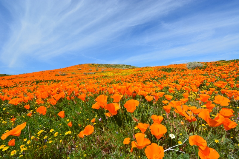 An ocean of California poppies surrounded us in the Antelope Valley. Photo by Author Steven T. Callan.