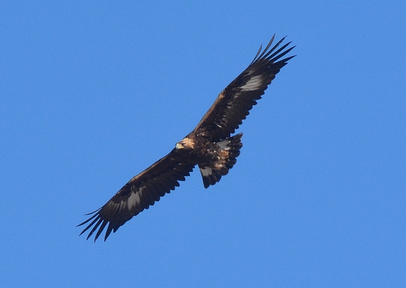 A golden eagle soars over Nevada's wide-open spaces. Photo by Author Steven T. Callan.