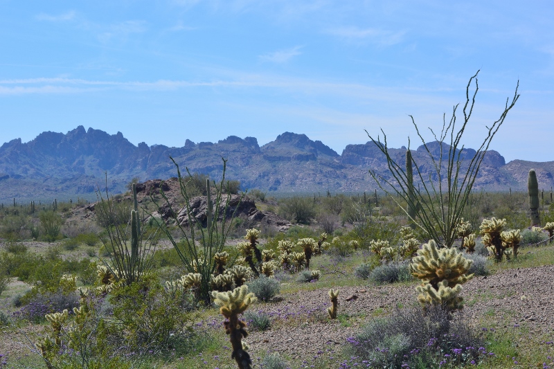 A view of the Kofa National Wildlife Refuge with mountains in the distance. Photo by Author Steven T. Callan.