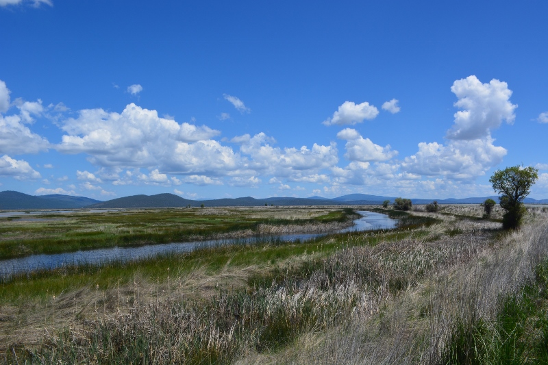 Birdlife abounds along the Butte Valley Wildlife Area auto-tour route.