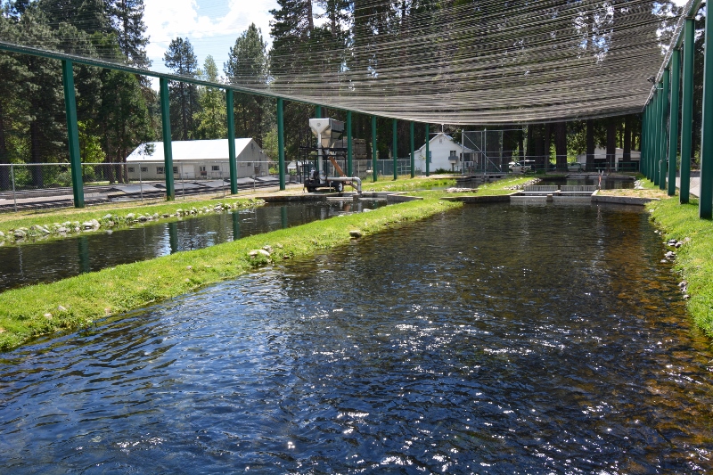 Mount Shasta Fish Hatchery raceway ponds appear much the same today as they did during the summer of 1966.