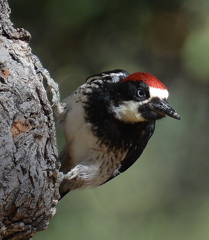 An acorn woodpecker perches on a blue oak in the backyard of author Steven T. Callan.