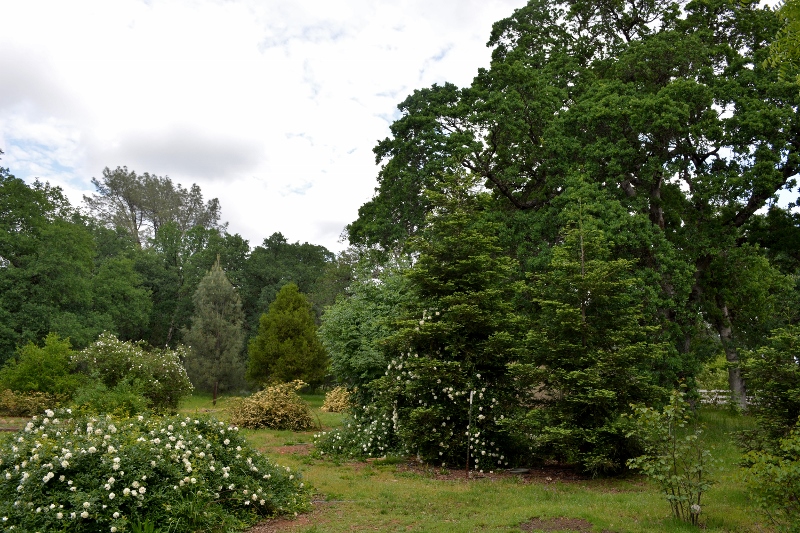 Lady Banks rose in bloom Spring in the backyard of author Steven T. Callan.