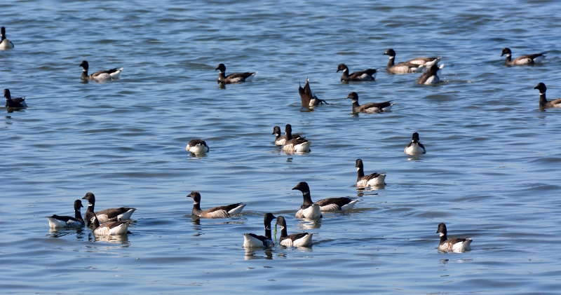 We spotted two large flocks of black brant feeding on eelgrass in the Morro Bay National Estuary. Photo by author Steven T. Callan.