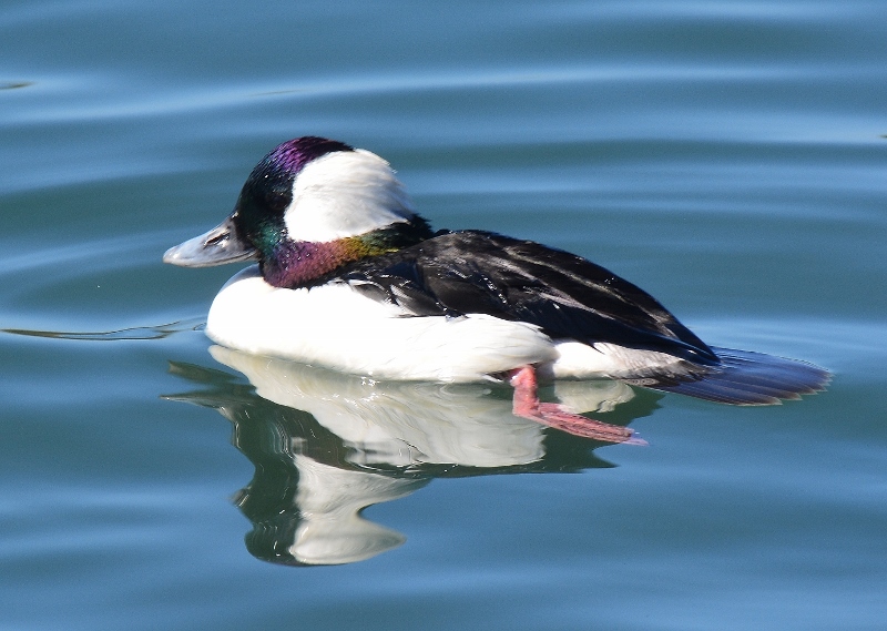 Buffleheads are generally difficult to photograph, but this drake at the Morro Bay National Estuary was unusually cooperative. Photo by author Steven T. Callan.