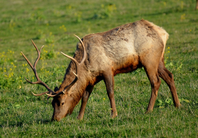 The San Simeon elk were already shedding their winter coats during our February 2020 visit. Photo by author Steven T. Callan.