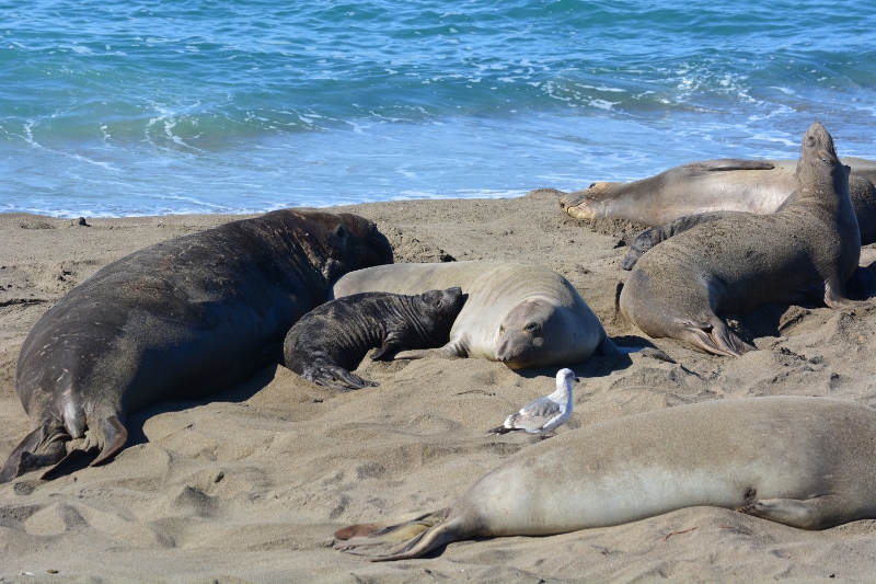 As the beachmasters threw their enormous weight around, we were concerned about the pups. Photo by author Steven T. Callan.