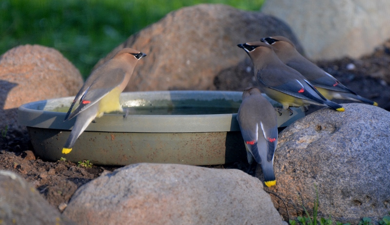 Cedar waxwings Cedar waxwings take advantage of a water source in the backyard of author Steven T. Callan.