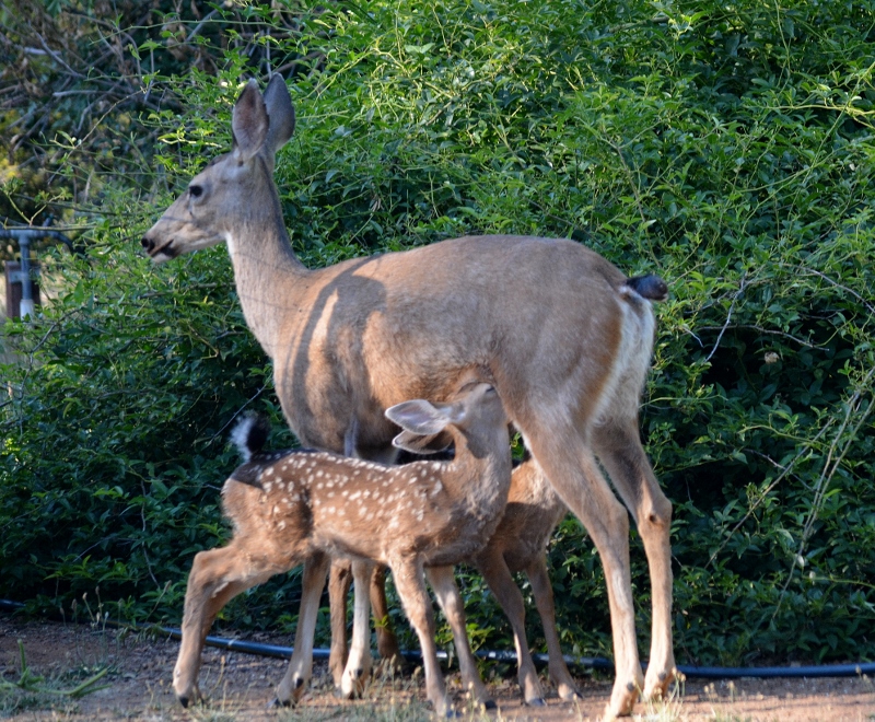 A doe nurses her twin fawns in the backyard of author Steven T. Callan.