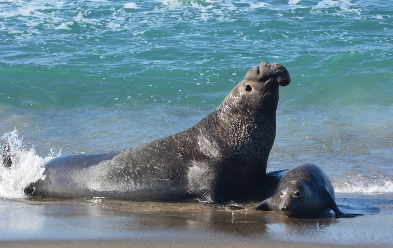 This beachmaster spent all of his time mating, catnapping, and chasing adult male intruders. Photo by author Steven T. Callan.