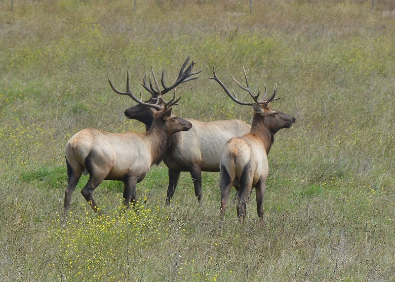 I photographed this trio of impressive bulls last year near Piedras Blancas on California's Central Coast. Photo by author Steven T. Callan.