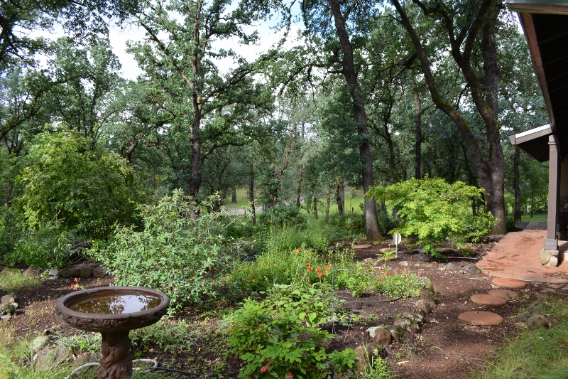 Our front yard Author Steven T. Callan's front yard is filled with rock gardens of wildlife-friendly plants.