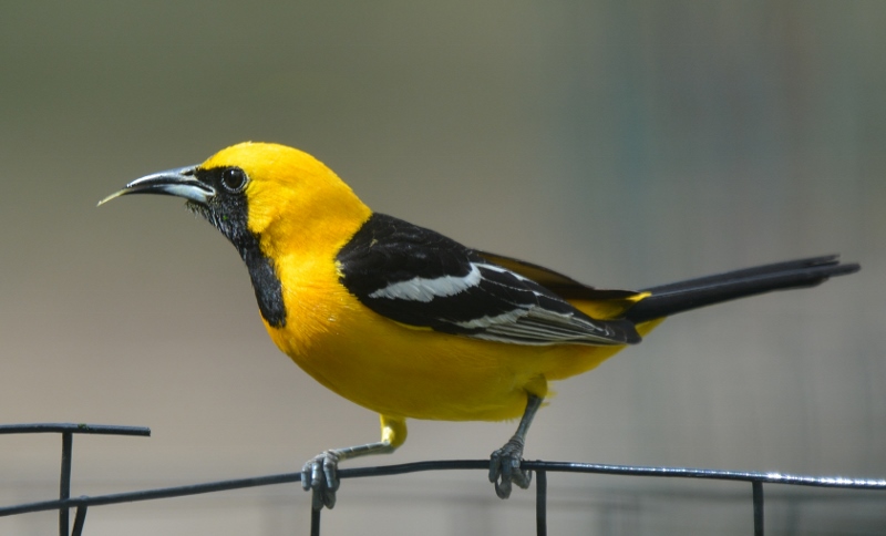 A hooded oriole visits the garden of author Steven T. Callan.