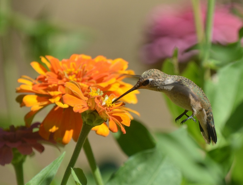 A hummingbird feeds on zinnia nectar in the garden of author Steven T. Callan.