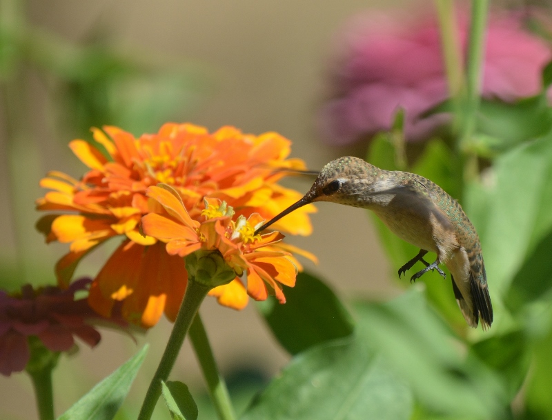 A hummingbird A hummingbird feeds on zinnia nectar in the garden of author Steven T. Callan.