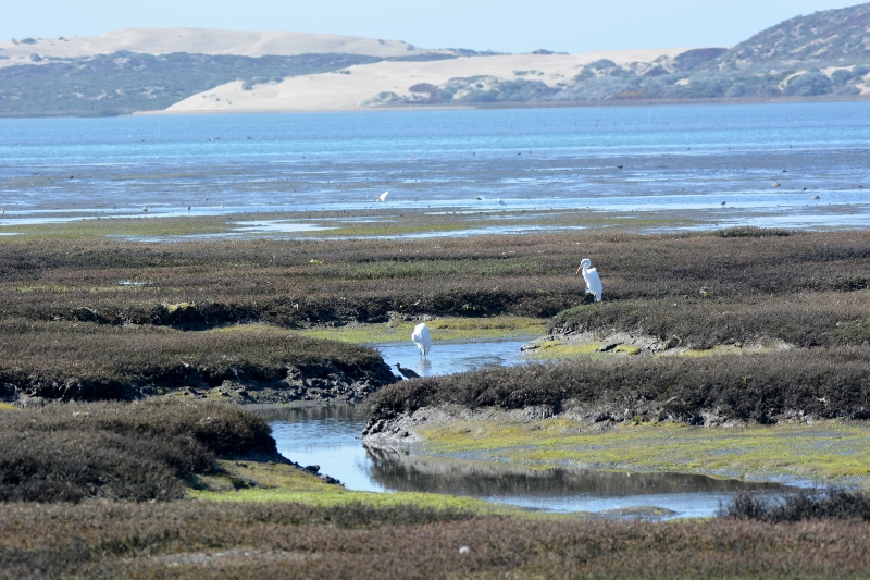 One of the highlights of our recent trip was our hike around the Morro Bay National Estuary. Photo by author Steven T. Callan.
