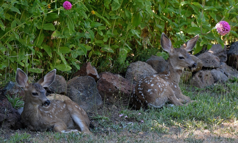 Twin fawns rest in the shade of the zinnias in the garden of author Steven T. Callan.