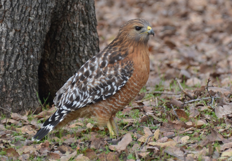 A red-shouldered hawk A red-shouldered hawk visits the backyard of author Steven T. Callan.
