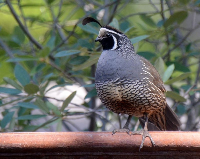 A California quail A rooster quail stands guard in the garden of author Steven T. Callan.