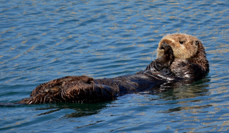 A sea otter basks in the sun near Morro Rock. Photo by author Steven T. Callan.