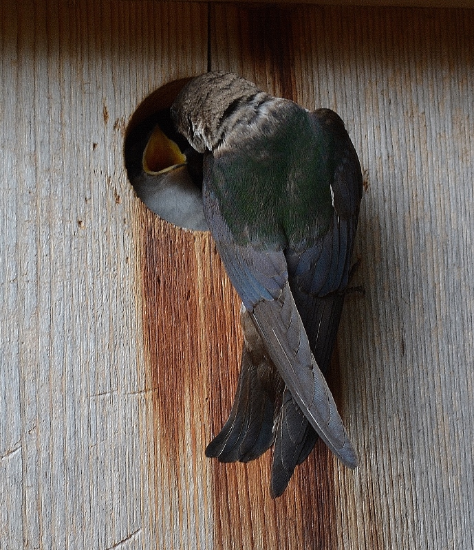 Violet-green swallows A violet-green swallow feeds its young in the backyard of author Steven T. Callan.