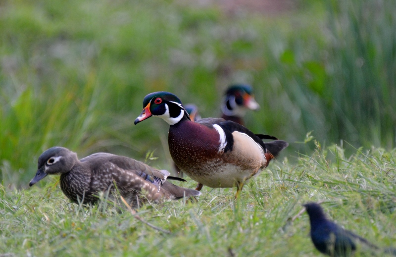 Wood ducks Wood ducks make periodic nighttime visits to the backyard of author Steven T. Callan.