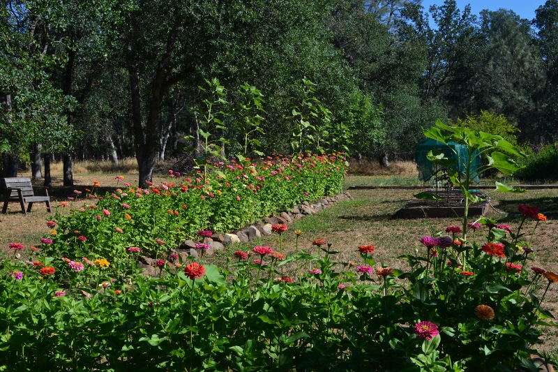 Zinnias and sunflowers Wildlife-friendly zinnias and sunflowers grow in the backyard of author Steven T. Callan.