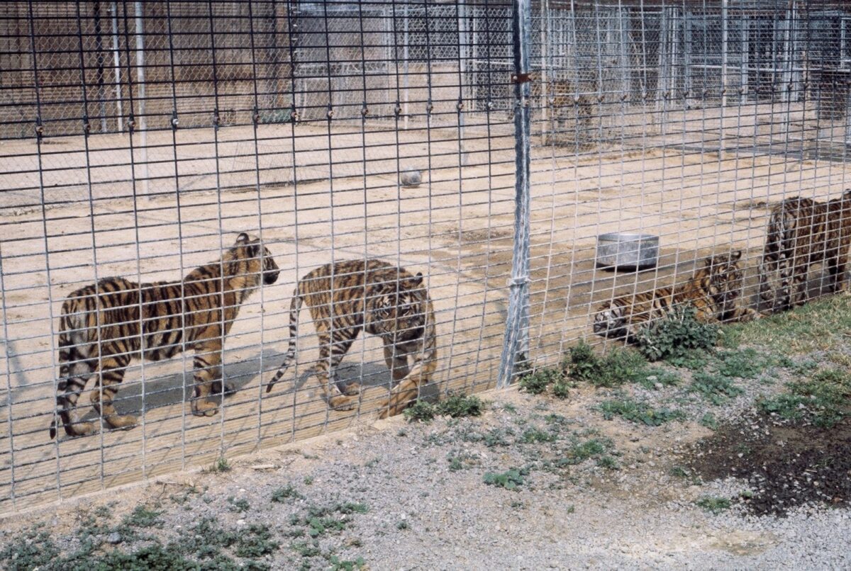 Exotic animals are featured in the chapter "Metro Wardens" in Steven T. Callan's memoir, Badges, Bears, and Eagles--The True-Life Adventures of a California Fish and Game Warden.