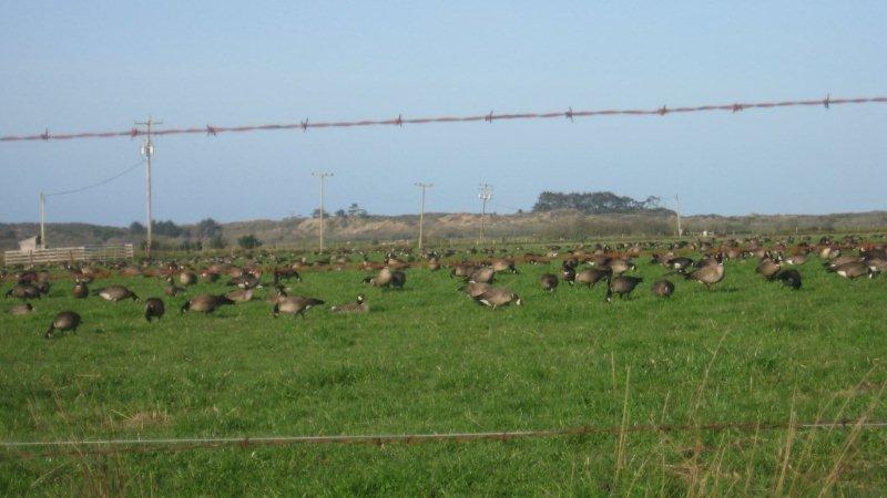 Aleutian Geese