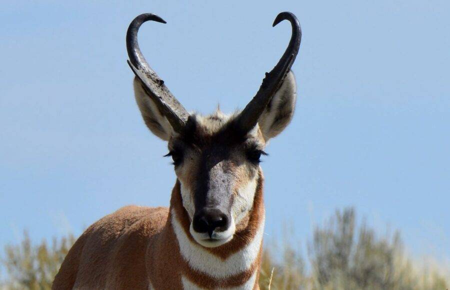 A pronghorn buck at Seedskadee National Wildlife Refuge, Wyoming