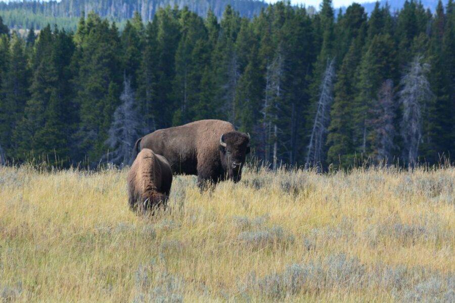 Bison were plentiful in Hayden Valley, Yellowstone National Park.