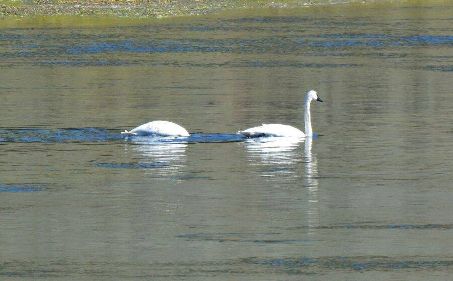 A pair of trumpeter swans feeds on water grass in the Yellowstone River, Yellowstone National Park.