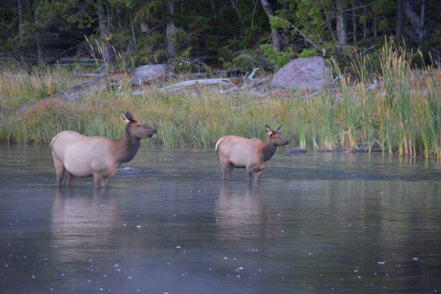 A cow elk and her calf stand in the Madison River, Yellowstone National Park, minutes after sunrise.