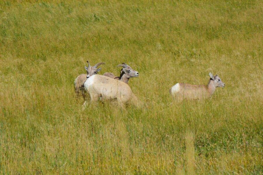 This small flock of bighorn ewes and a single lamb trotted down from the mountain into the Lamar Valley, Yellowstone National Park.