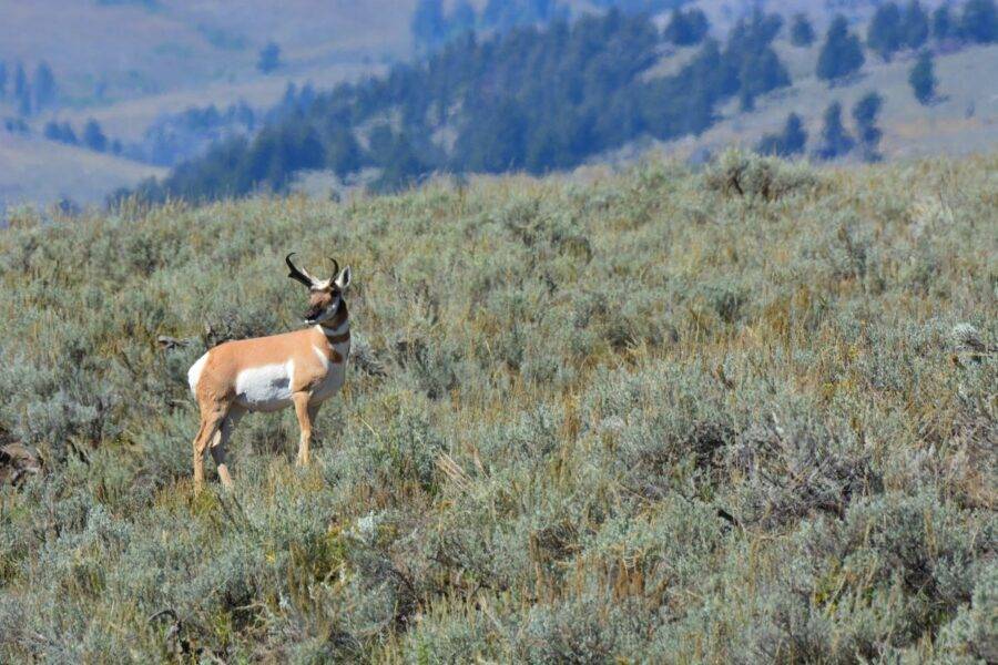 Pronghorns were fairly common throughout our trip through Montana and Wyoming.