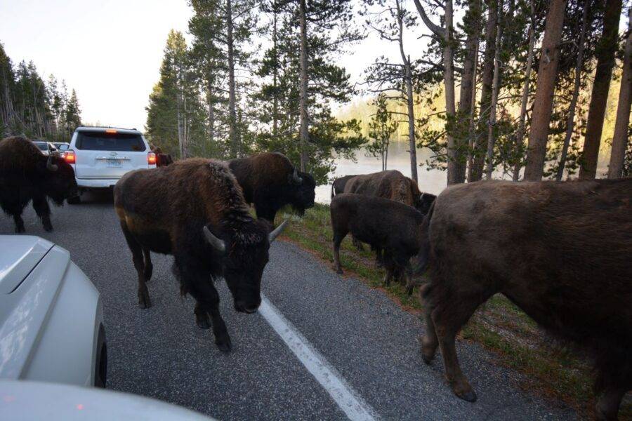 A bison herd makes its way through traffic in Yellowstone National Park.