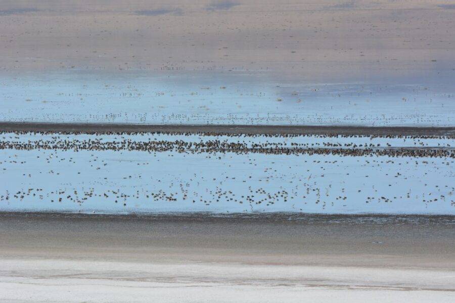 Thousands of waterfowl gorging themselves on brine flies, Abert Lake, eastern Oregon