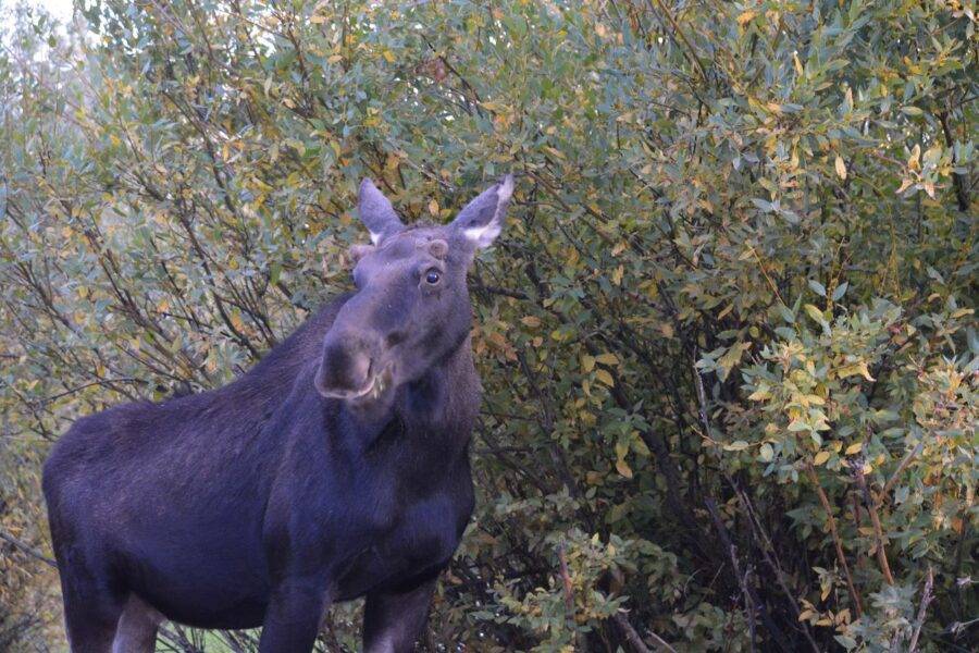 A young bull moose munches on willows on the outskirts of Pinedale, Wyoming.