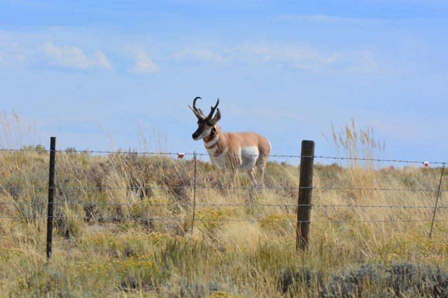 I photographed this classic pronghorn buck at Seedskadee National Wildlife Refuge in Wyoming.