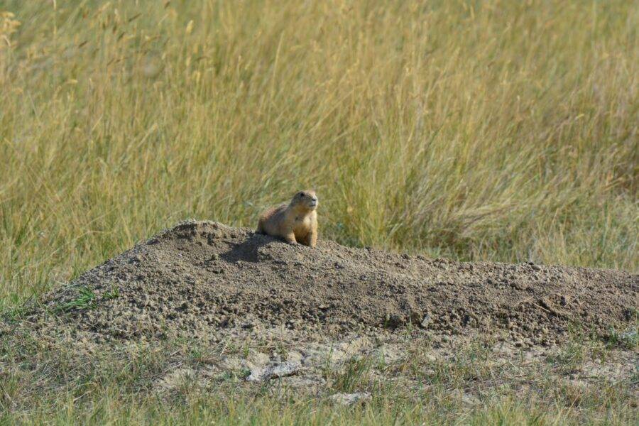 Kathy and I discovered a prairie-dog town on the drive from Buffalo, Wyoming, to Sheridan, Wyoming.