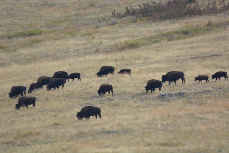 The national Bison Range was established in 1908 to help save the American bison from extinction.