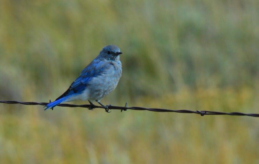 Mountain bluebirds greeted us at the Red Rocks National Wildlife Refuge, Montana